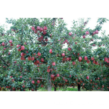 Red FUJI Apple and More Kinds Cartons Apple